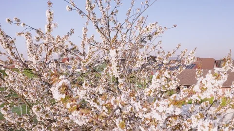 Spring Cherry Blossom Blooming Stock Footage 107738627