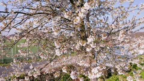 Spring Cherry Blossom Blooming Stock Footage 107738850