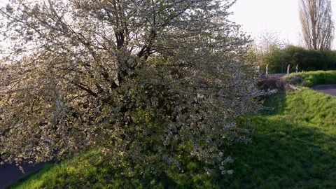 Spring Cherry Blossom Blooming Stock Footage 107739032