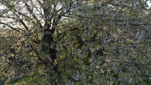 Spring Cherry Blossom Blooming Stock Footage 107739373
