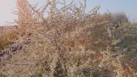 Spring Cherry Blossom Blooming Stock Footage 107740159