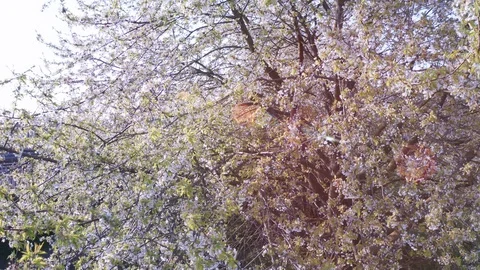 Spring Cherry Blossom Blooming Stock Footage 107740841