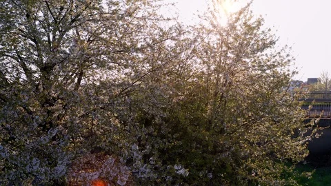 Spring Cherry Blossom Blooming Stock Footage 107741006