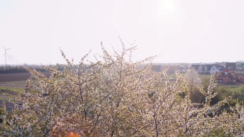 Spring Cherry Blossom Blooming Stock Footage 107741313