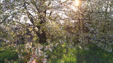 Spring Cherry Blossom Blooming Stock Footage 107741843