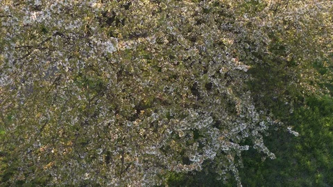Spring Cherry Blossom Blooming Stock Footage 107741884