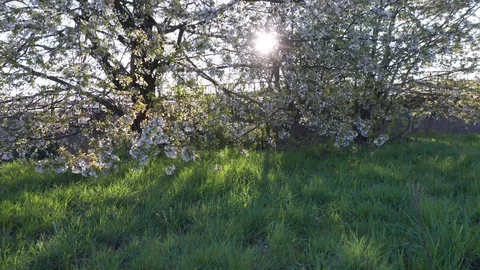 Spring Cherry Blossom Blooming Stock Footage 107743918