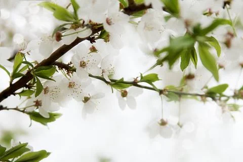 Spring cherry blossom branch Stock Photos