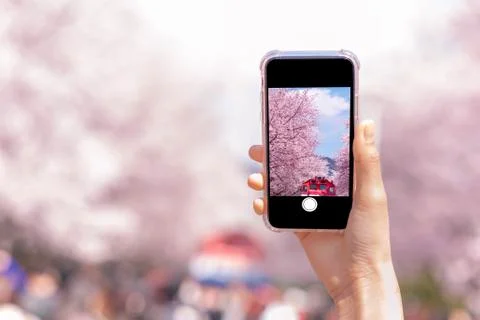Spring cherry blossom flower for background or copy space for text for greeti Stock Photos