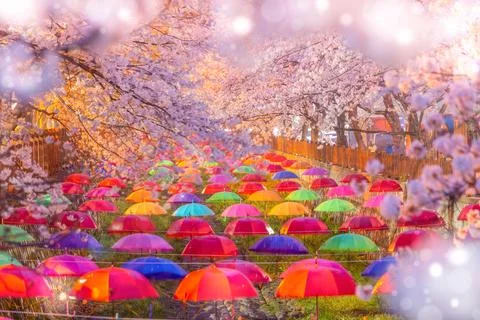 Spring cherry blossom flower for background or copy space for text for gree.. 写真素材