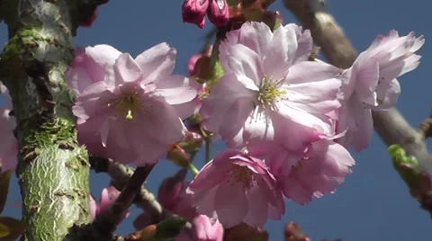 Spring Cherry Blossom Flowers Close up with Blue Sky and Sunshine Stock-Footage 48846622