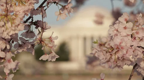 Spring cherry blossom flowers Stock Footage 37655050
