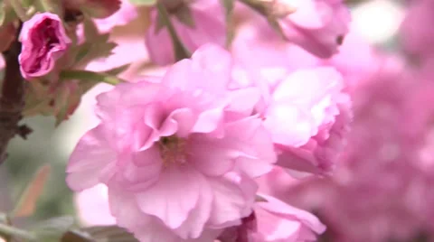 Spring cherry blossom Video stock 37045464