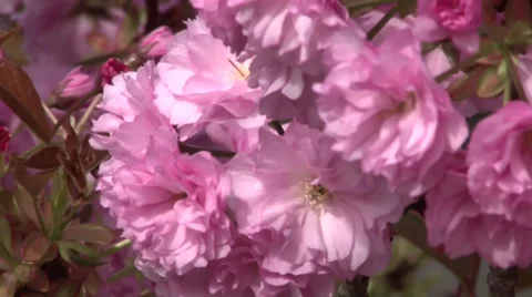 Spring cherry blossom Видео 37046901