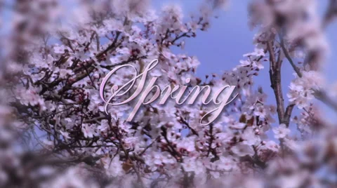Spring Cherry Blossom Stock Footage 48391880