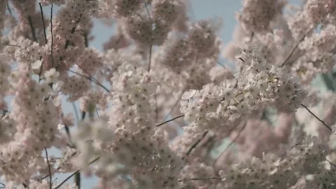 Spring Cherry Blossom Stock Footage 77221076