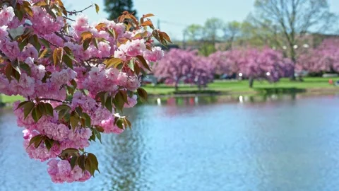 Spring Cherry Blossom Stock Footage 188510169