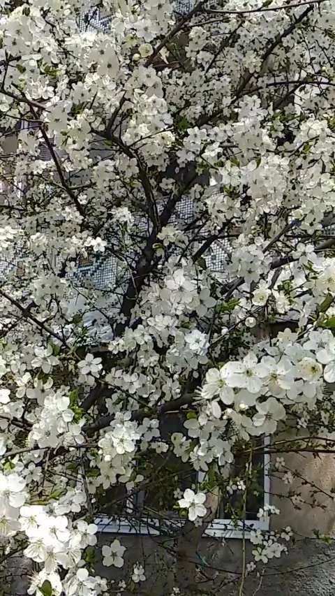 Spring cherry blossom Video stock 233992845