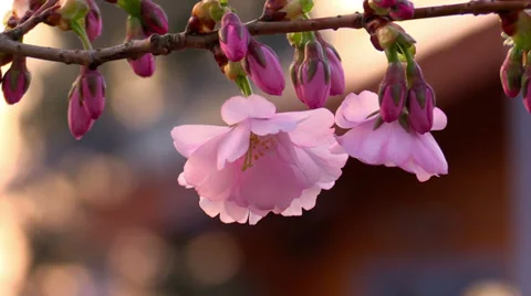 Spring cherry blossom in forest Stock Footage 36406175