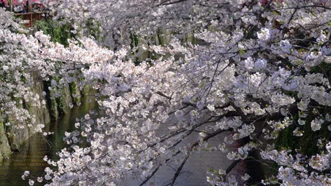 Spring cherry Blossom in full bloom at meguro river in japan Stock Footage 148364526