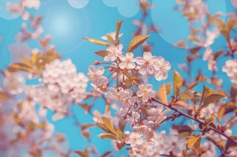 Spring cherry blossom in full bloom, abstract Sakura background. Toned Stock Photos