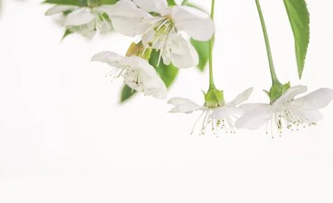 Spring cherry blossom. Horizontal white floral background. Space for text. Light Stock Photos