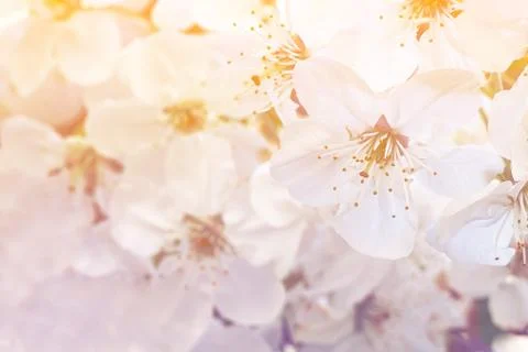 Spring cherry blossom. Horizontal white floral background. Space for text. Light Stock Photos