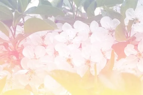Spring cherry blossom. Horizontal white floral background. Space for text. Light Stock Photos