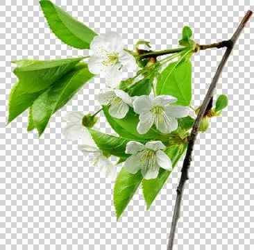 Spring Cherry Blossom. macro cherry blossom tree branch. Spring womens day .. Stock Photos