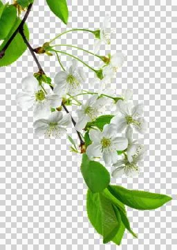 Spring Cherry Blossom. macro cherry blossom tree branch. Spring womens day .. 库存照片