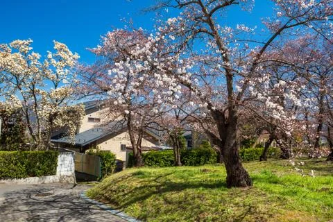 Spring cherry blossom or sakura tree flower at park against blue sky near Jap Fotos Stock