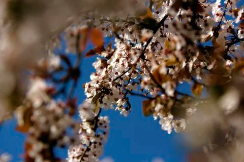 Spring Cherry Blossom Stock Photos
