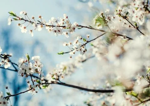 Spring cherry blossom Stock Photos