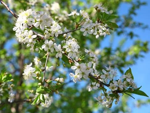 Spring cherry blossom 스톡 사진