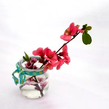 Spring cherry blossom Stock Photos