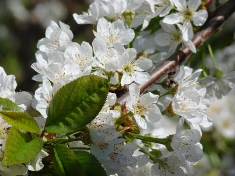 Spring cherry blossom Stock-Fotos
