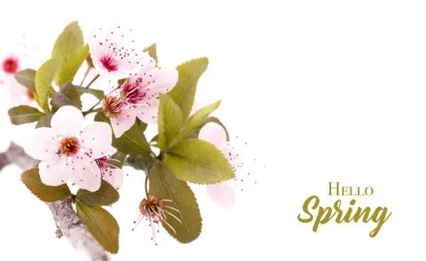 Spring cherry blossom Stock Photos