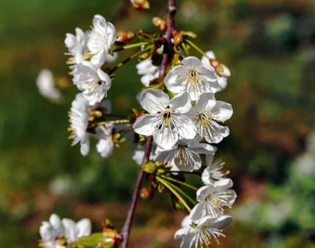 Spring cherry blossom Stock Photos