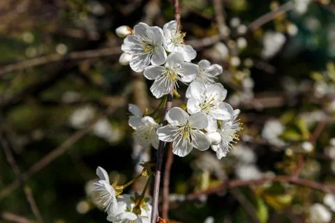 Spring cherry blossom Stock Photos