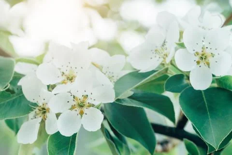 Spring cherry blossom Stock Photos