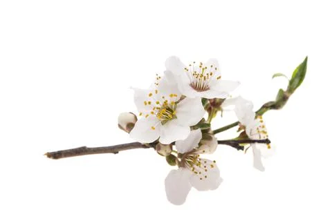 Spring cherry blossom Stock Photos