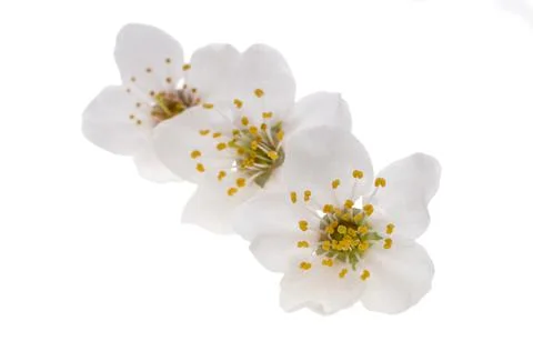 Spring cherry blossom Stock Photos