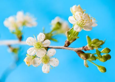 Spring cherry blossom Stock Photos