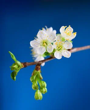 Spring cherry blossom Stock Photos