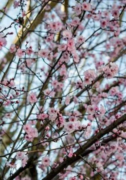 Spring cherry blossom Foto stock
