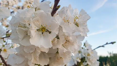 Spring cherry blossom Stock Photos
