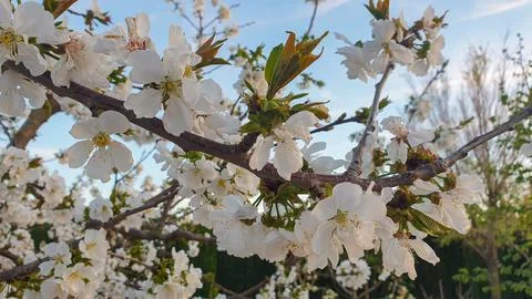 Spring cherry blossom Stock-Fotos