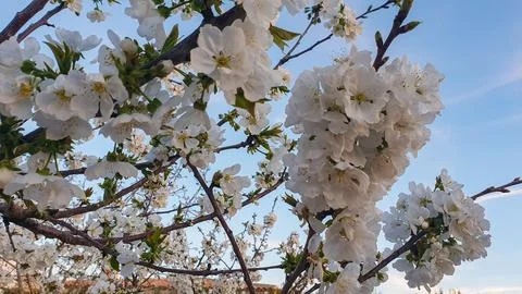 Spring cherry blossom Stock Photos