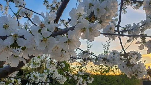 Spring cherry blossom Stock Photos