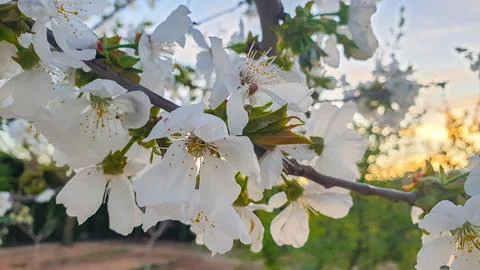 Spring cherry blossom Stock-Fotos